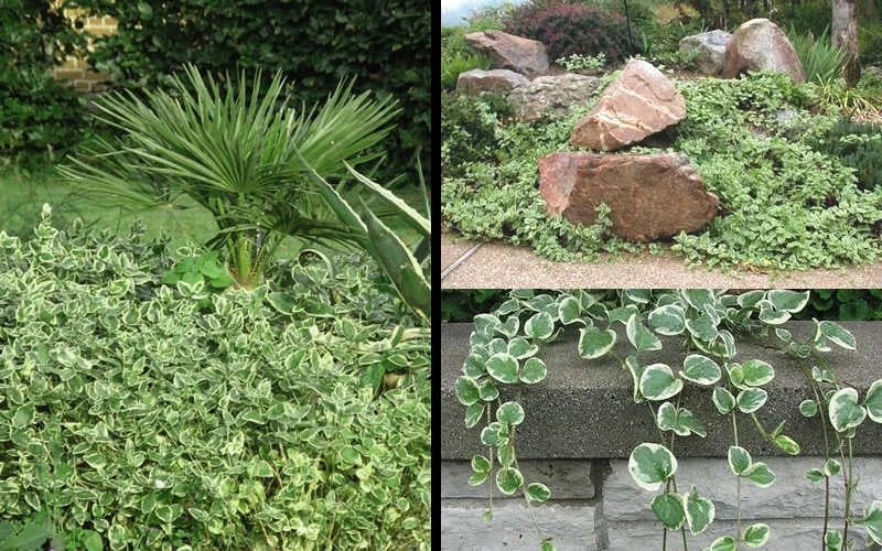 Variegated Bigleaf Periwinkle - Vinca Major 'Variegata' - 10 Pack Of Pint Pots - Image 5