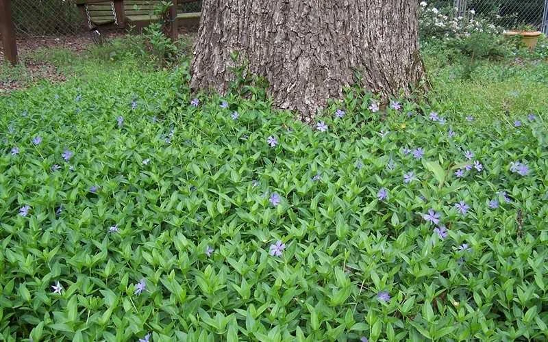Evergreen Periwinkle - Vinca Minor - 6 Pack Of Pint Pots - Image 4