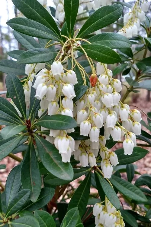 Mountain Snow Pieris - 2 Gallon Pot - Image 7