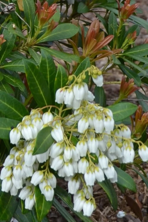 Mountain Snow Pieris - 1 Gallon Pot - Image 6