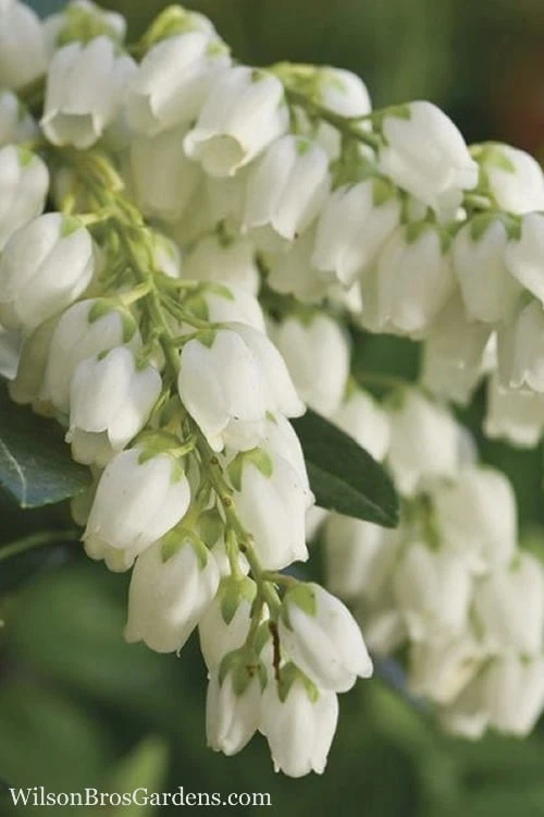 Mountain Snow Pieris - 1 Gallon Pot