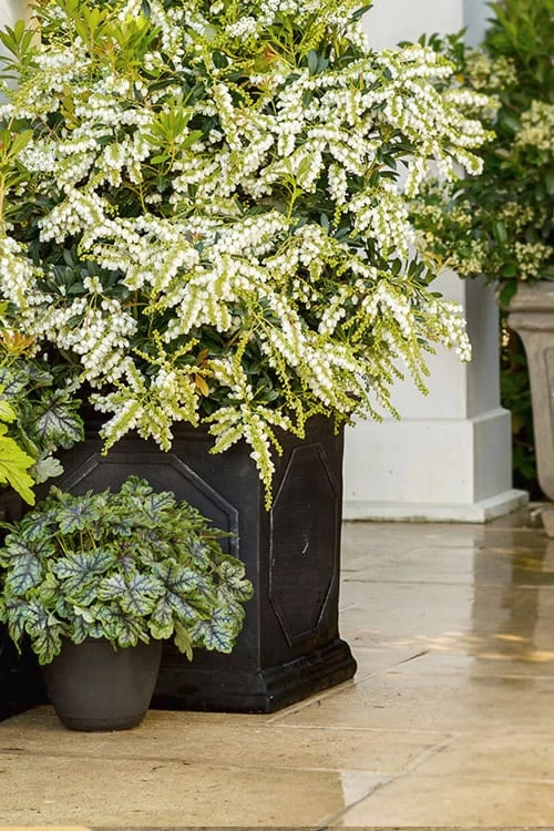 Mountain Snow Pieris - 2 Gallon Pot - Image 5