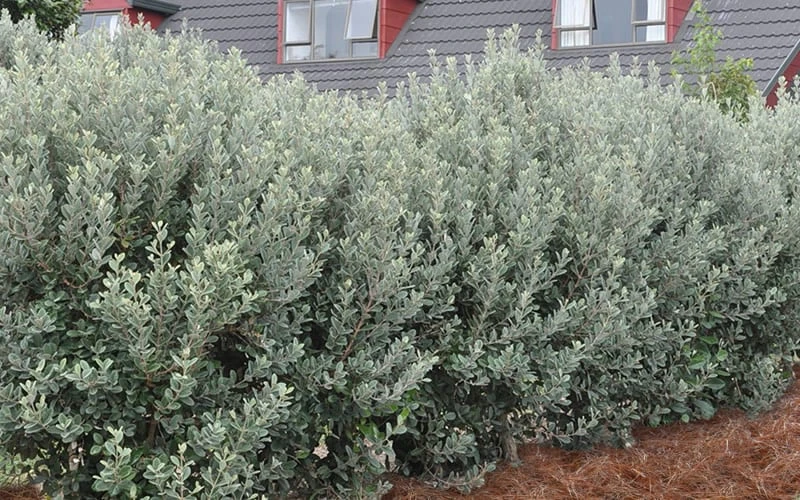 Pineapple Guava - Feijoa Sellowiana - 3 Gallon Pot - Image 7