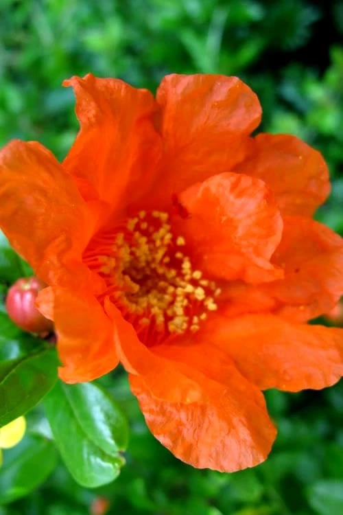 Russian 26 Cold Hardy Pomegranate - 1 Gallon Pot - Image 5