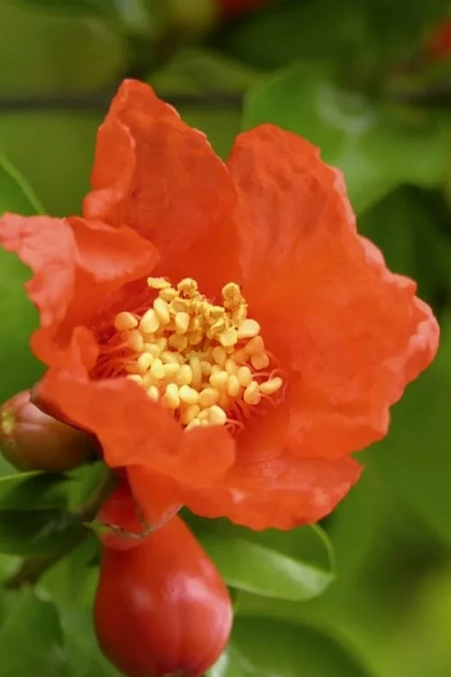 Austin Pomegranate - 3 Gallon Pot - Image 4