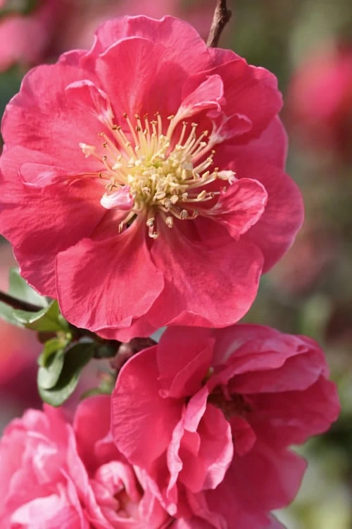 Double Take Pink Storm Flowering Quince - 2 Gallon Pot - Image 5
