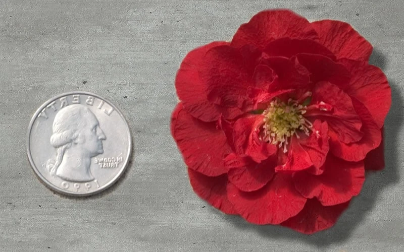 Double Take 'Scarlet' Flowering Quince - 3 Gallon Pot - Image 4