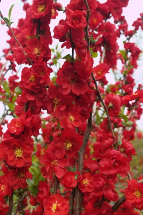 Double Take 'Scarlet' Flowering Quince - 3 Gallon Pot - Image 5