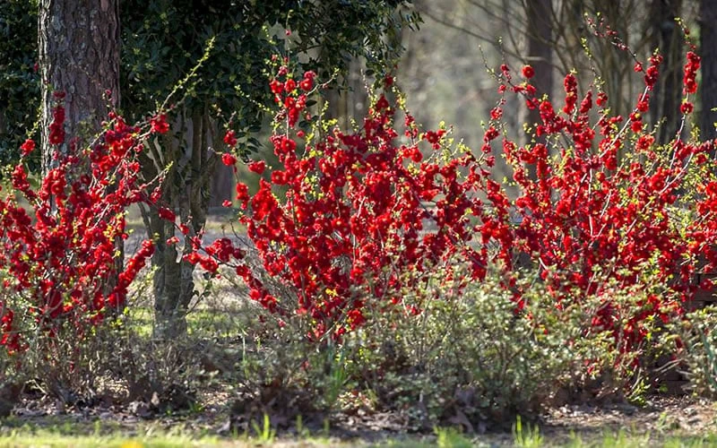 Double Take 'Scarlet' Flowering Quince - 3 Gallon Pot - Image 6