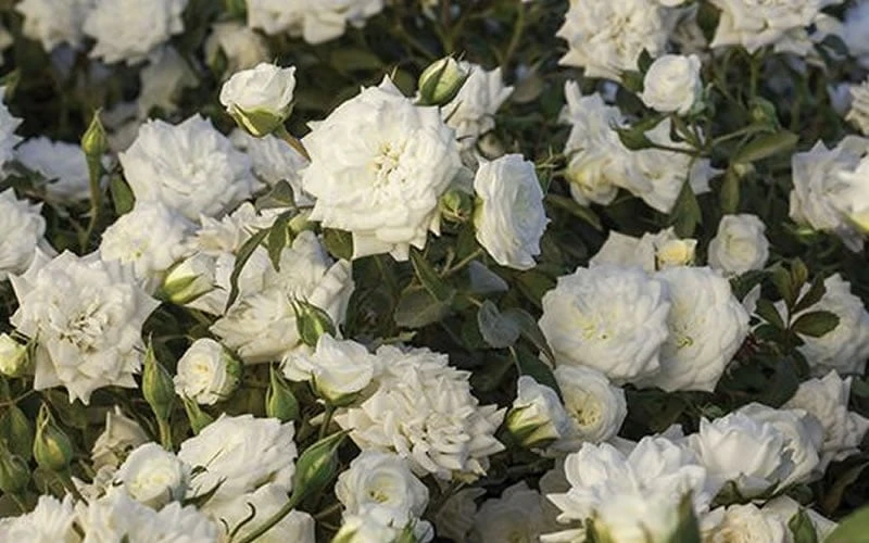 White Drift Rose - 3 Gallon Pot - Image 5