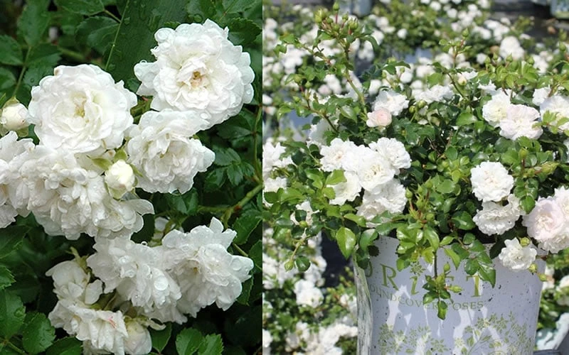 White Drift Rose - 2 Gallon Pot - Image 6