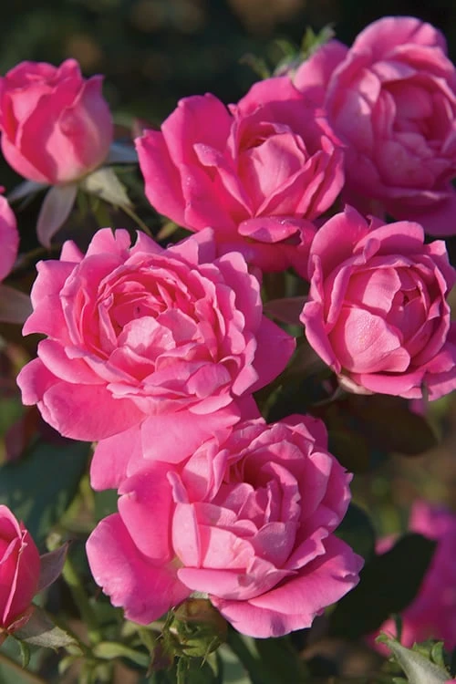 Pink Double Knock Out Rose - 2 Gallon Pot