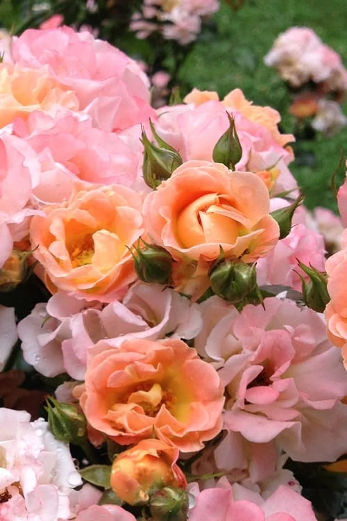 Peach Drift Groundcover Rose - 1 Gallon Pot - Image 5
