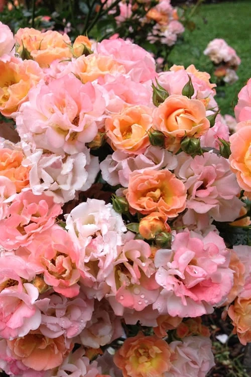 Peach Drift Groundcover Rose - 1 Gallon Pot
