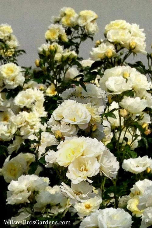 Popcorn Drift Groundcover Rose - 3 Gallon Pot - Image 4
