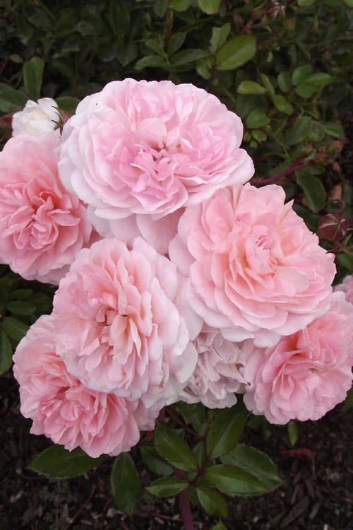 Sweet Drift Groundcover Rose - 3 Gallon Pot - Image 6