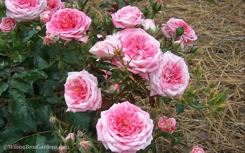 Sweet Drift Groundcover Rose - 3 Gallon Pot - Image 3