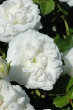 White Drift Rose - 1 Gallon Pot