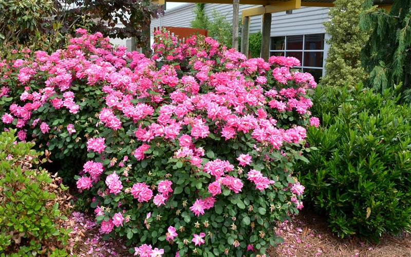 Pink Double Knock Out Rose - 1 Gallon Pot - Image 6