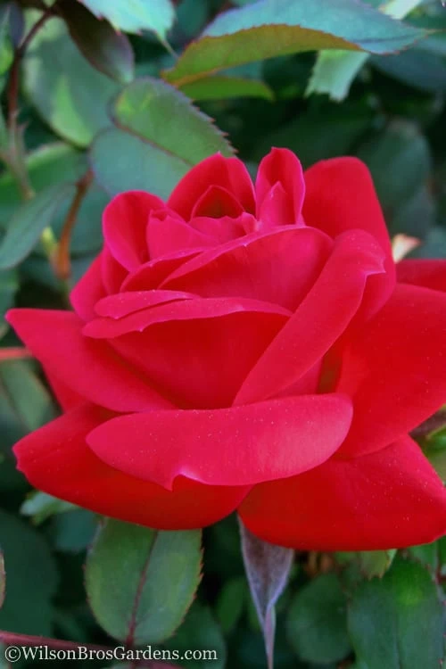 Red Double Knock Out Rose - 1 Gallon Pot - Image 3