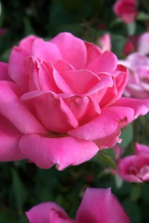 Pink Double Knock Out Rose - 2 Gallon Pot - Image 4