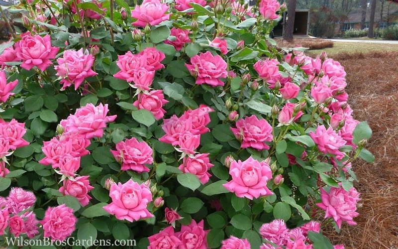 Pink Double Knock Out Rose - 1 Gallon Pot - Image 5