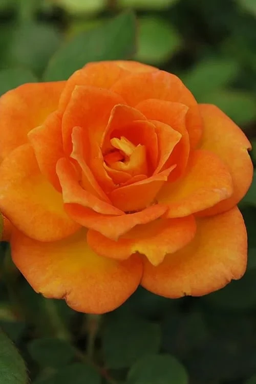 Sunrosa Orange Delight Dwarf Shrub Rose - 1 Gallon Pot
