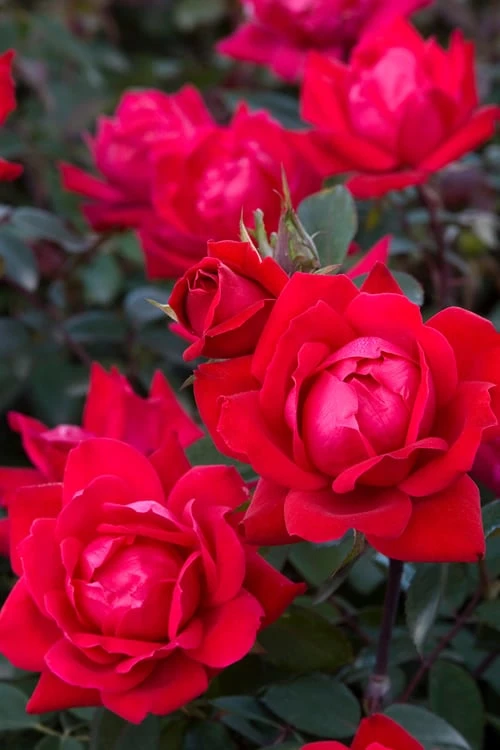 Red Double Knock Out Rose - 1 Gallon Pot - Image 5