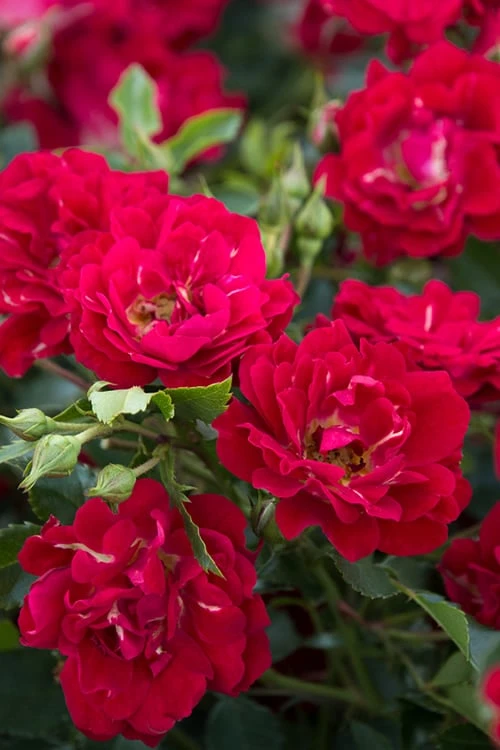 Red Drift Groundcover Rose - 3 Gallon Pot - Image 5