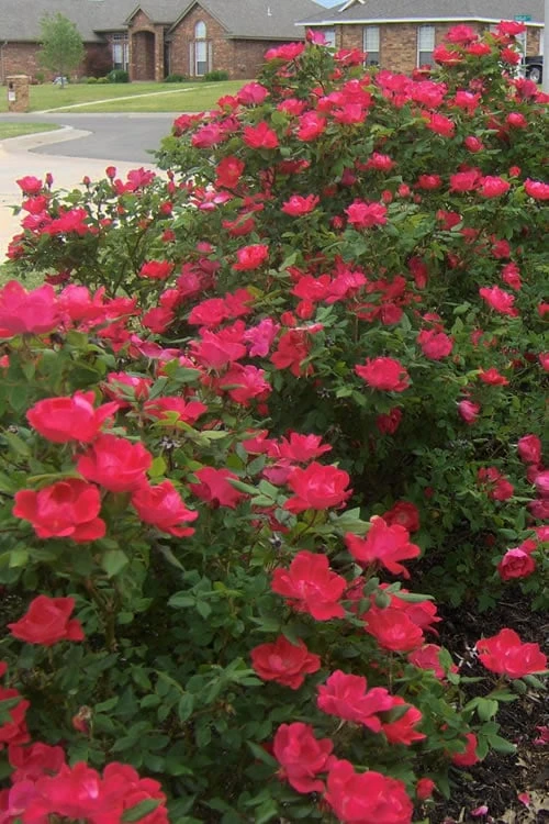 Original Red Knock Out Rose - 3 Gallon Pot - Image 6