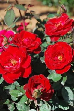 Sunrosa Red Dwarf Shrub Rose - 1 Gallon Pot