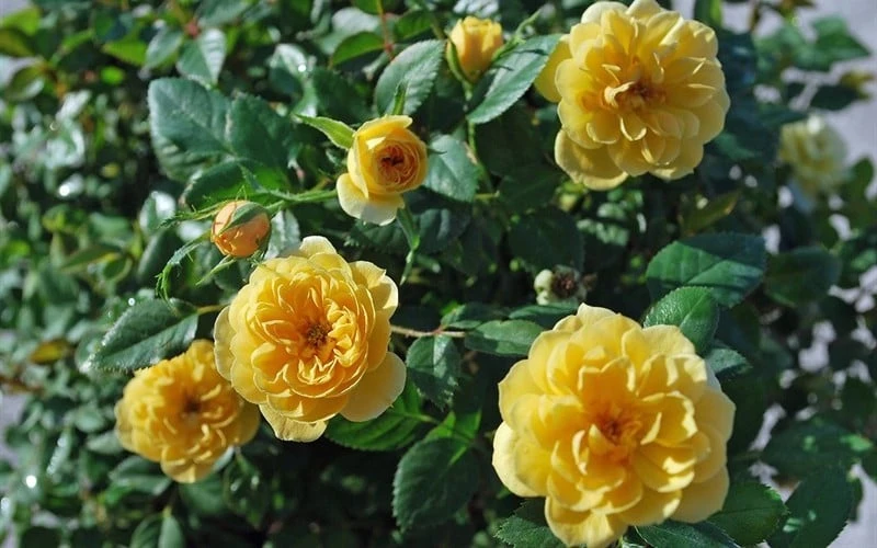 Sunrosa Yellow Dwarf Shrub Rose - 1 Gallon Pot - Image 6