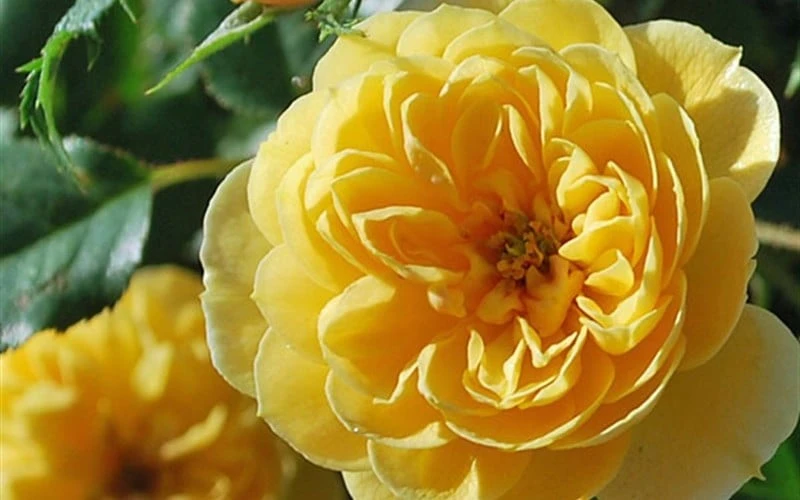 Sunrosa Yellow Dwarf Shrub Rose - 1 Gallon Pot - Image 5