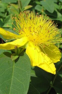 Creeping St Johns Wort - Hypericum Calycinum - 6 Pack Of Pint Pots