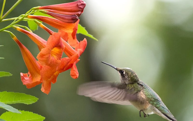 Bells Of Fire Tecoma - Esperanza - 1 Gallon Pot - Image 4