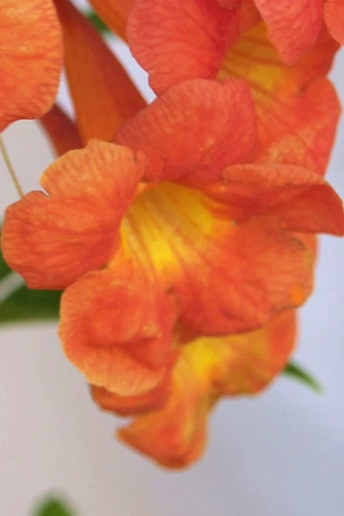 Bells Of Fire Tecoma - Esperanza - 1 Gallon Pot - Image 5