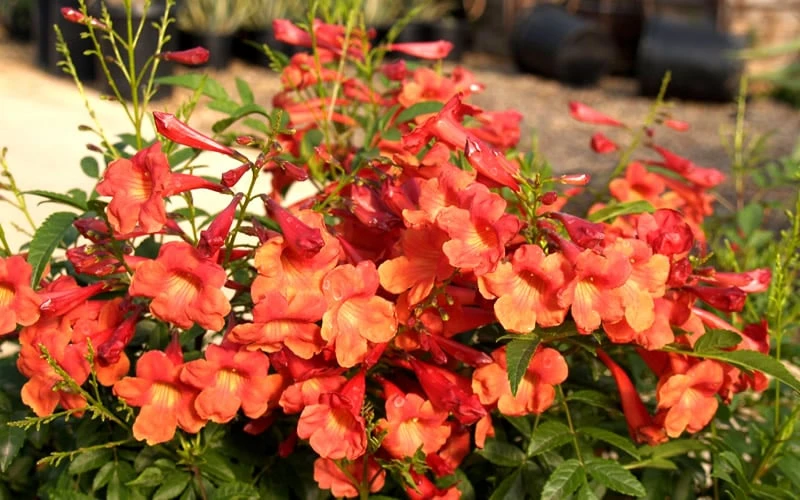 Bells Of Fire Tecoma - Esperanza - 1 Gallon Pot - Image 6