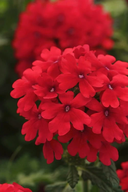 EnduraScape Red Verbena - 5 Pack Of Quart Pots - Image 4