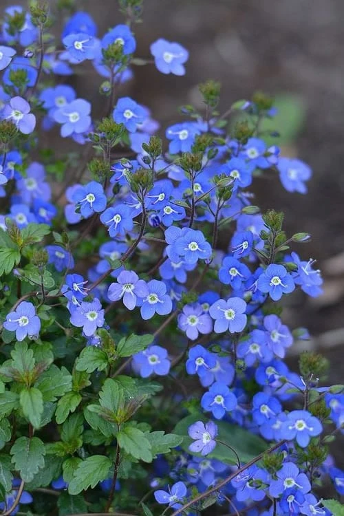 Georgia Blue Veronica Umbrosa - 6 Pack Of 1 Gallon Pots - Image 4
