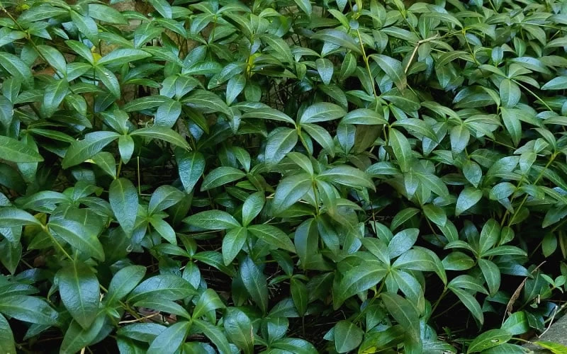 Evergreen Periwinkle (Vinca Minor) - 10 Count Flat Of Pint Pots - Image 6
