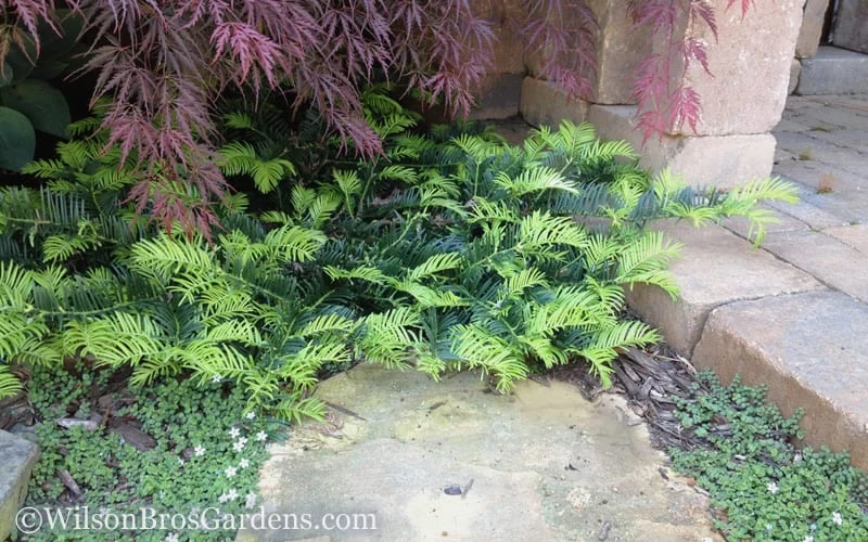 Creeping Japanese Plum Yew (Cephalotaxus Harringtonia 'Prostrata') - 7 Gallon Pot - Image 5