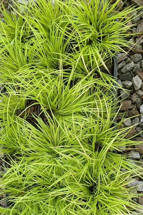 Dwarf Golden Sweet Flag - Acorus Gramineus 'Minimus Aureus' - 18 Count Flat Of Pint Pots - Image 6