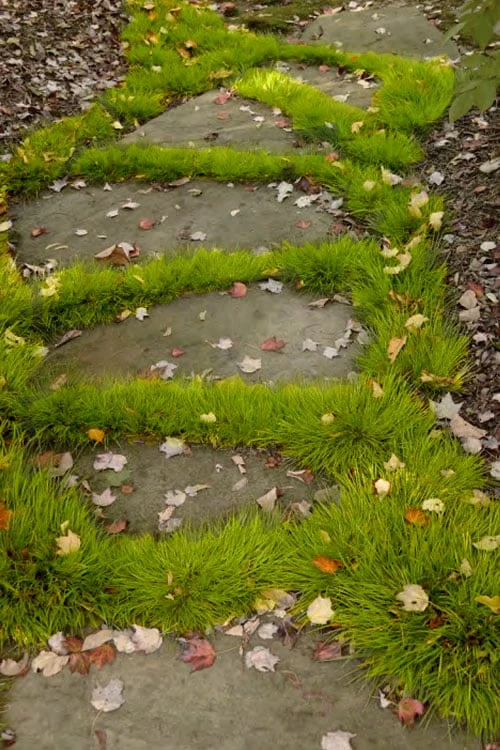 Dwarf Golden Sweet Flag - Acorus Gramineus 'Minimus Aureus' - 18 Count Flat Of Pint Pots - Image 5