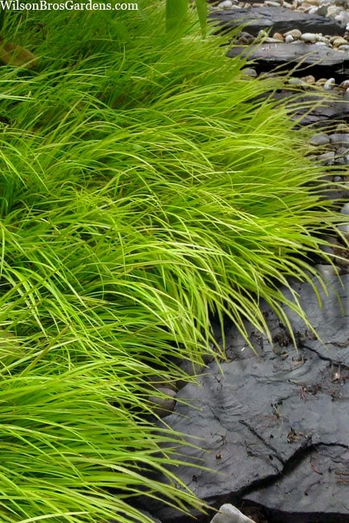 Dwarf Golden Sweet Flag - Acorus Gramineus 'Minimus Aureus' - 18 Count Flat Of Pint Pots