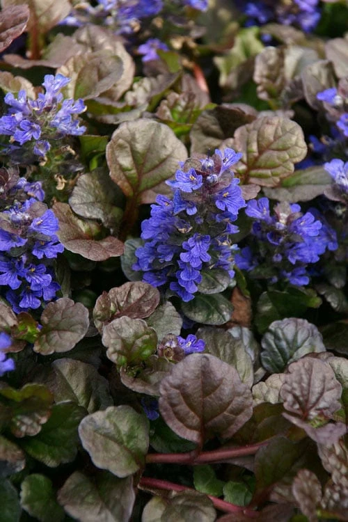 Bronze Beauty Ajuga (Bugleweed) - 6 Pack Of 3.5" Pint Pots - Image 4