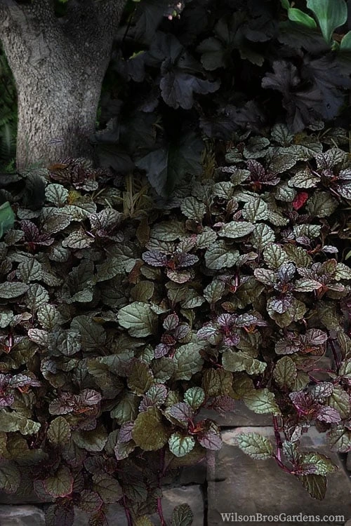 Bronze Beauty Ajuga (Bugleweed) - 5 Pack Of 4" Pint Pots - Image 4