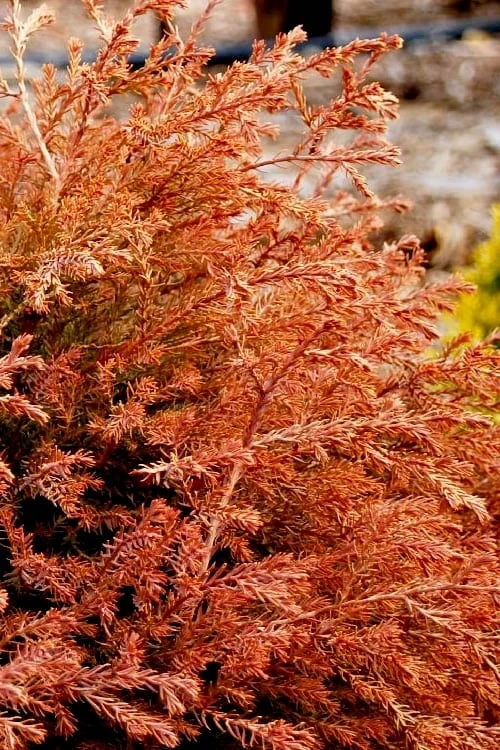 Fire Chief Arborvitae - 2 Gallon Pot - Image 6