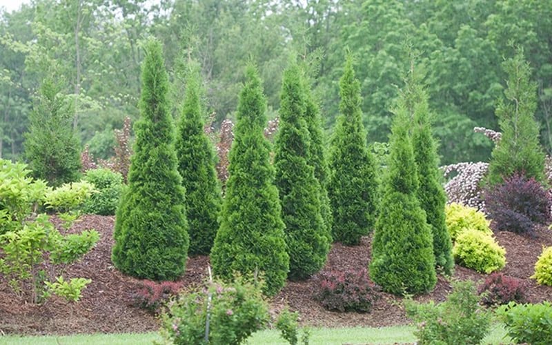 North Pole Arborvitae (Thuja) - 3 Gallon Pot - Image 4
