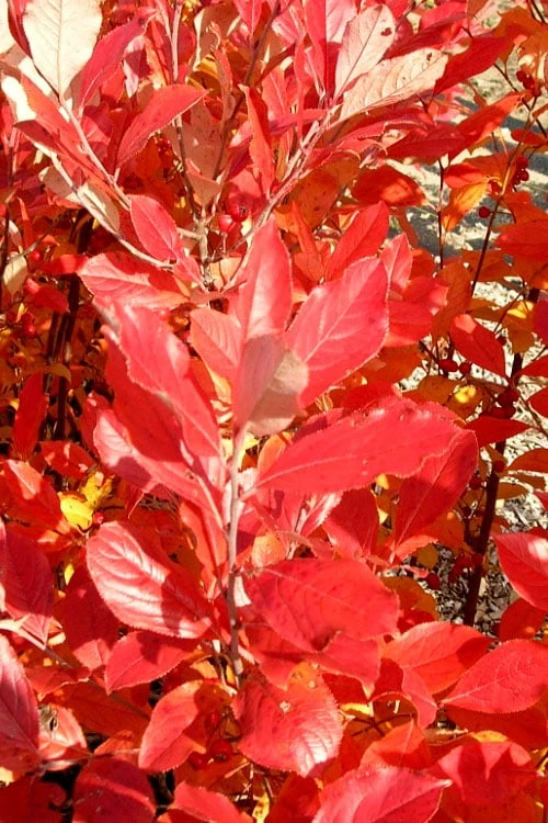 Red Chokeberry (Aronia Arbutifolia) - 3 Pack Of 1.5 Quart Pots - Image 6