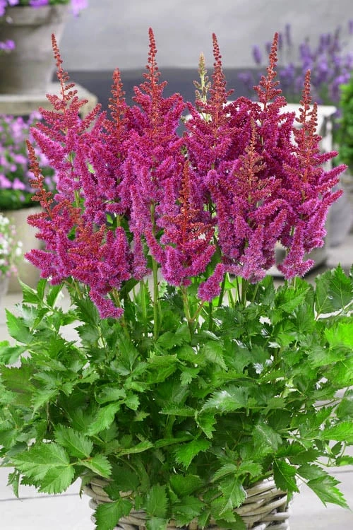 Visions In Red Astilbe - 1 Gallon - Image 6